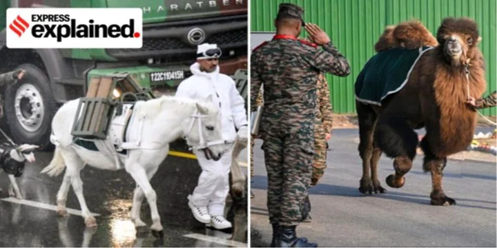 BACTRIAN CAMELS, ZANSKAR PONIES & RAPTORS AT REPUBLIC DAY PARADE