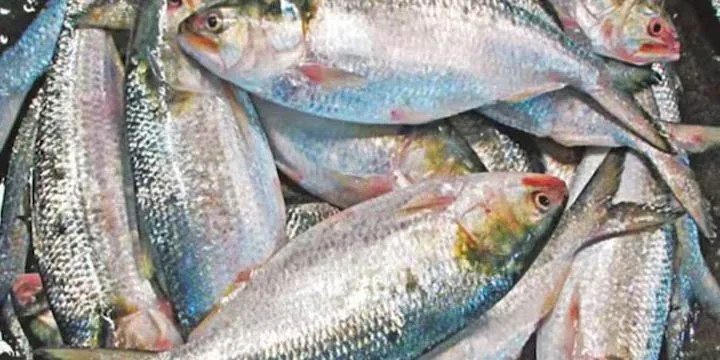 Bangladesh Lifts Ban On Hilsa For Export to India