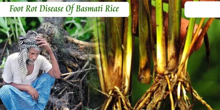 Bio Control Agent To Tackle Foot Rot Disease In Basmati Rice