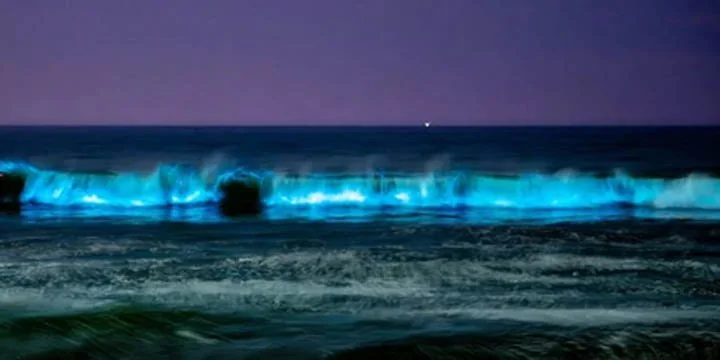 Bioluminiscence At Chennai Beaches