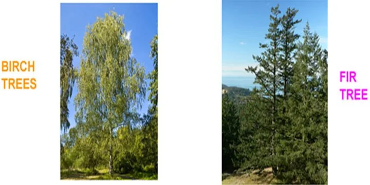 Birch Trees Being Replaced By Fir Trees