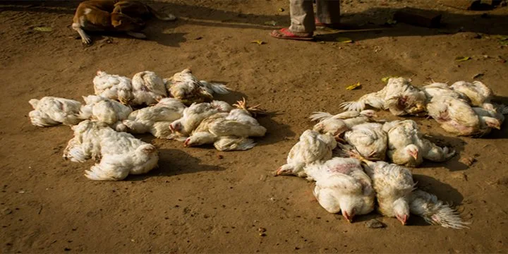 Bird flu