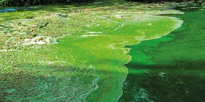 Climate Change Limits Cleanup Efforts By Accelerating Algal Growth