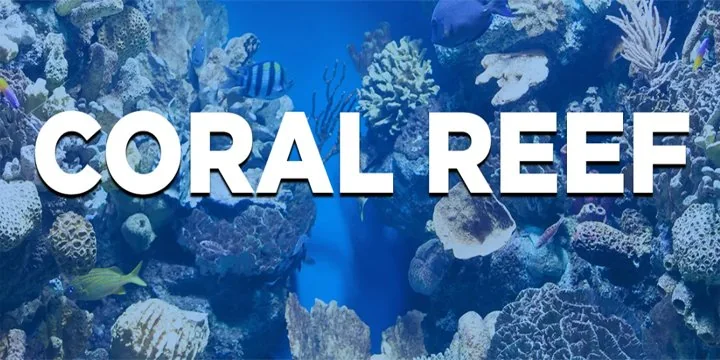 Coral Bleaching In Lakshadweep