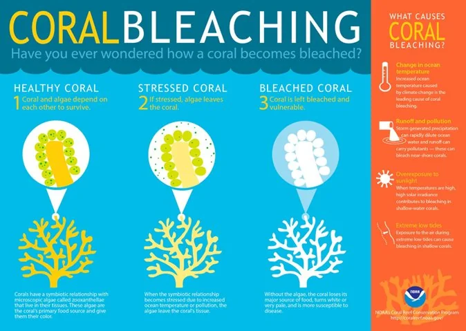 Coral Bleaching In Lakshadweep explained for UPSC