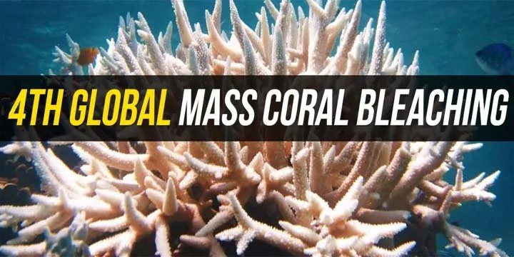 Fourth Global Mass Coral Bleaching