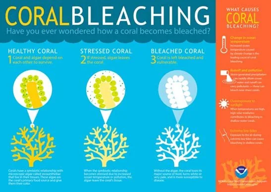 Fourth Global Mass Coral Bleaching explained for UPSC