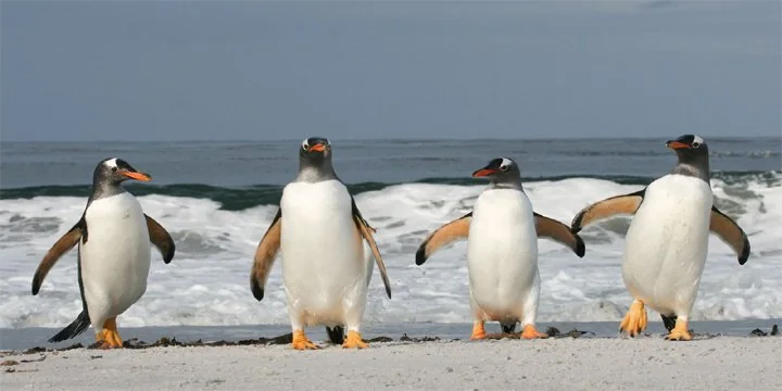 GENTOO PENGUINS AFFECTED WITH BIRD FLU
