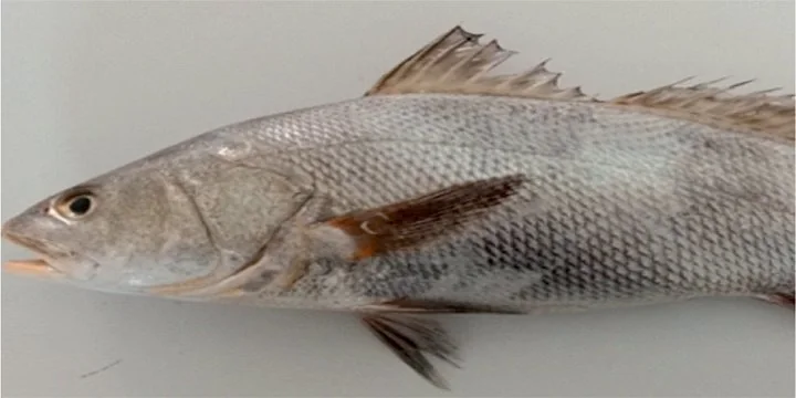 Ghol Fish