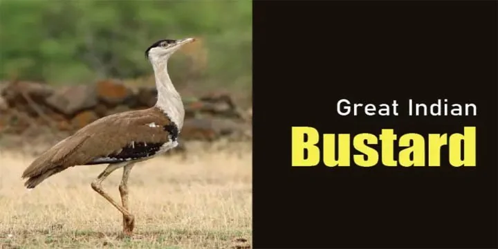 GREAT INDIAN BUSTARD