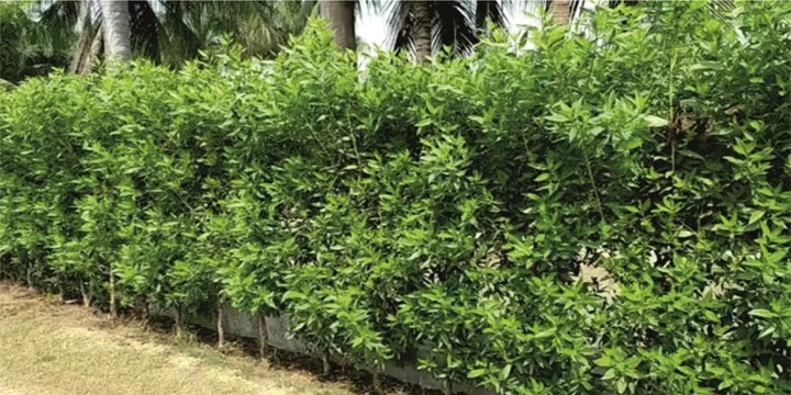 Gujarat bans Conocarpus plants: Which other states stopped cultivating some trees