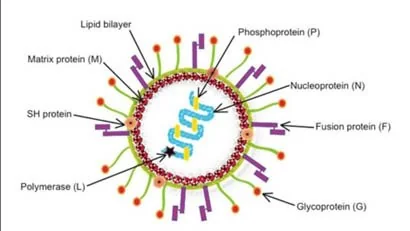 HUMAN METAPNEUMOVIRUS (HMPV) explained for UPSC