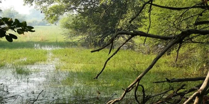India's First Teal Carbon Study Highlights Role Of Wetlands in Climate Adaptation & Resilience