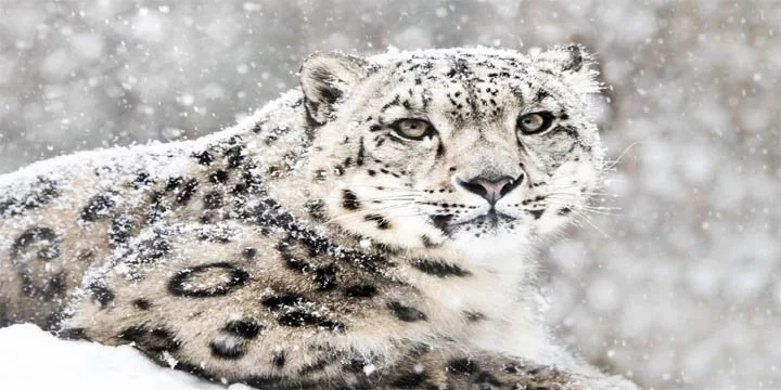 India’s snow leopard count: Why this Himalayan feat is only the first step to securing the cat