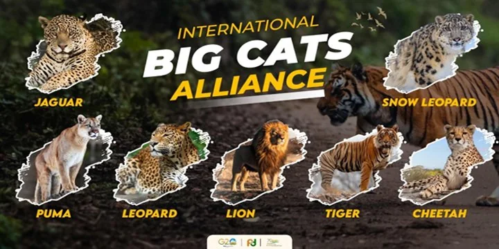INTERNATIONAL BIG CAT ALLIANCE