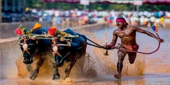KAMBALA