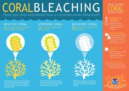 Largest Coral Colony Found In Solomon Island explained for UPSC