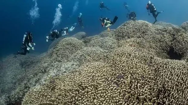 Largest Coral Colony Found In Solomon Island explained for UPSC