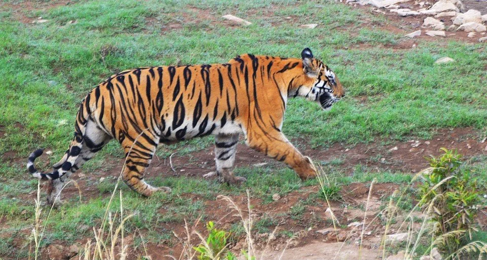 MP Gets 9th Tiger Reserve At Ratapani