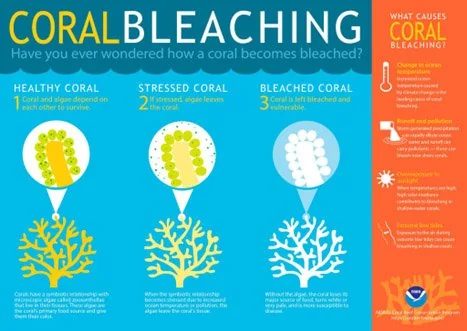 Ocean Temperature In Great Barrier Reef Hottest In 400 Years explained for UPSC
