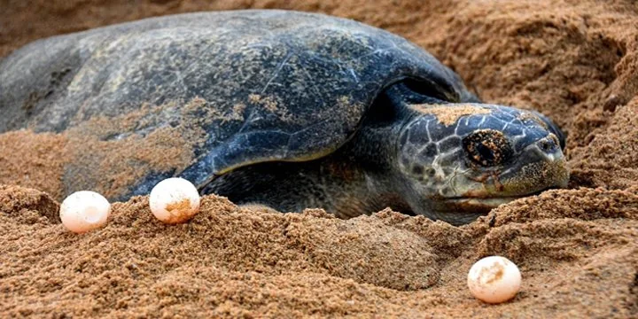 Olive Ridley Turtle Protection
