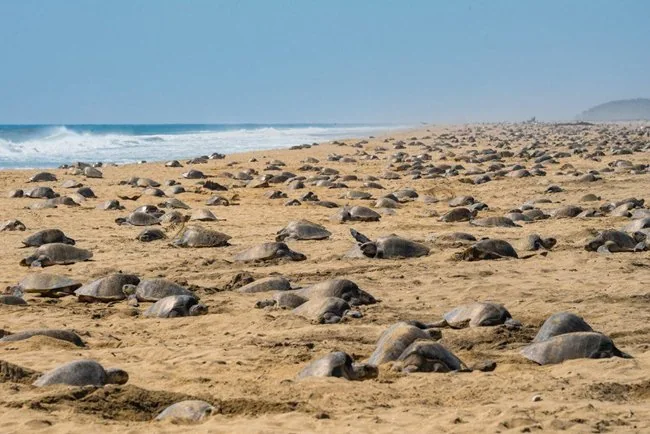 Olive Ridley Turtle Protection explained for UPSC