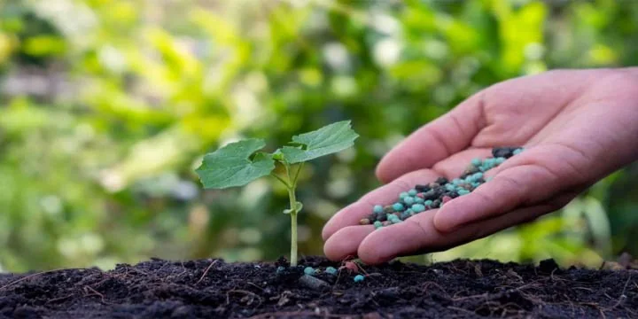One Time Special Package On Dap Fertilizer