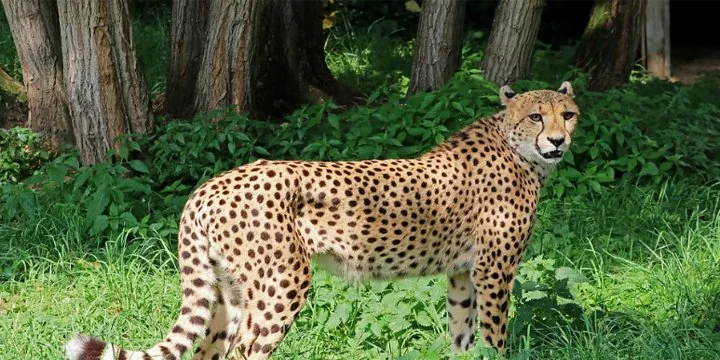 One year of Project Cheetah: Hits, misses and paradigm shift ahead
