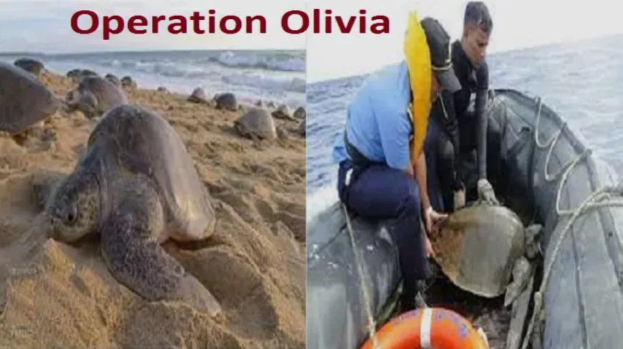 OPERATION OLIVIA
