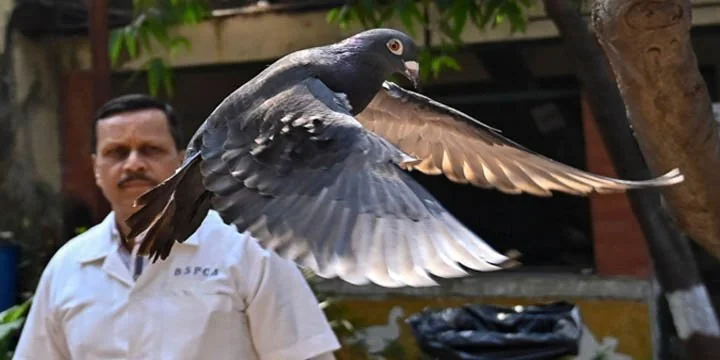Pigeon suspected of being Chinese spy released