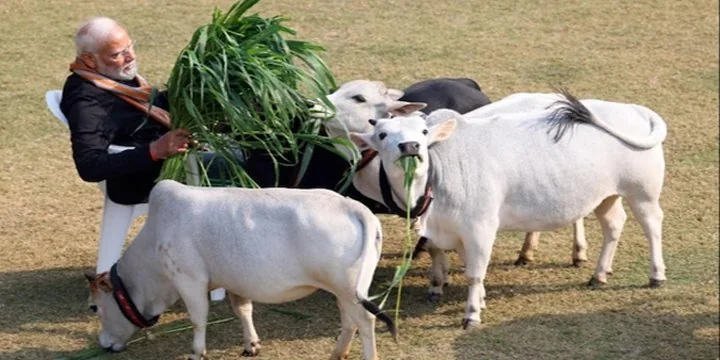 Punganur Dwarf Cows
