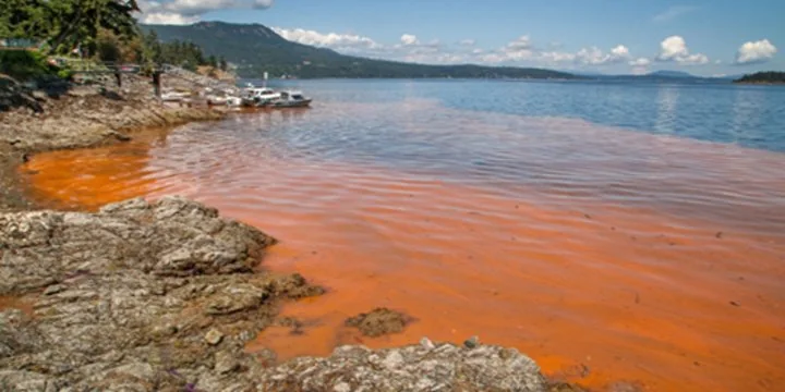 RED ALGAL BLOOMS IN INDIAN WATER BODIES