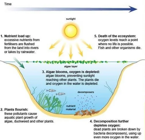 RED ALGAL BLOOMS IN INDIAN WATER BODIES explained for UPSC