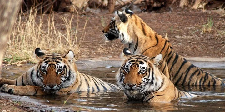 Relocation Of Tigers in Maharashtra