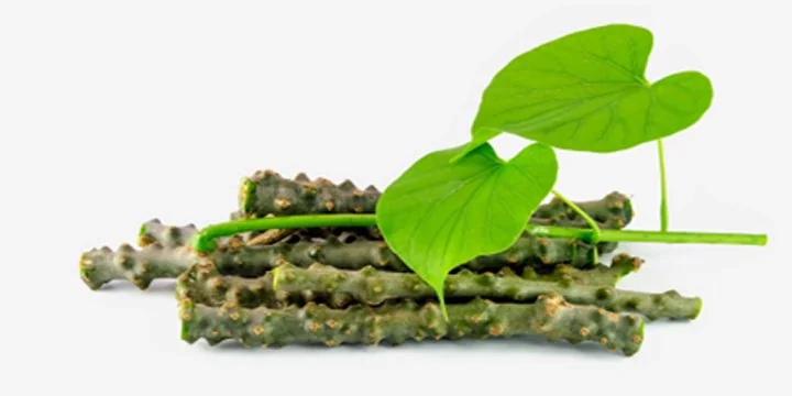 Research Publication In Giloy Surge