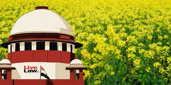 SC On GM Mustard
