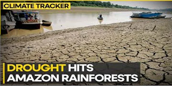 Severe drought grips the Amazon rainforest: The impact, cause and grim future