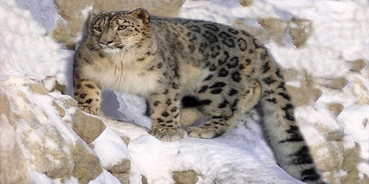 Snow Leopards