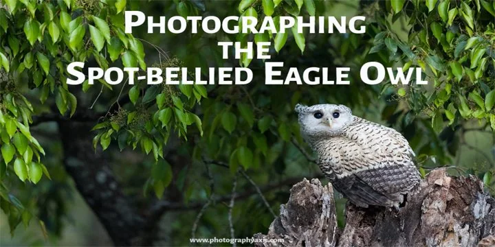 Spot­bellied eagle owl and Mottled wood owl