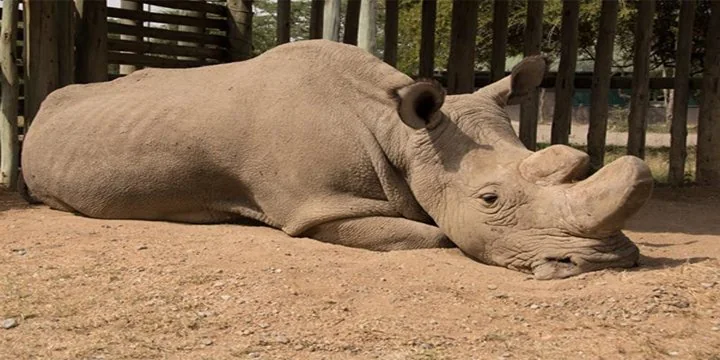Test tube rhinos