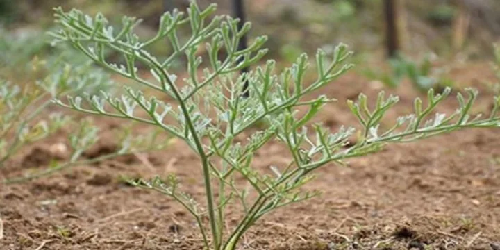 THE STORY OF HEENG (ASAFOETIDA) CULTIVATION IN INDIA: A TRIUMPH OF INDIGENOUS EFFORT