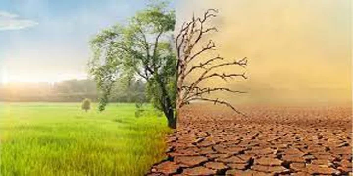TREES V/S CLIMATE CHANGE: WHY TREE PLANTING ALONE ISN’T ENOUGH?