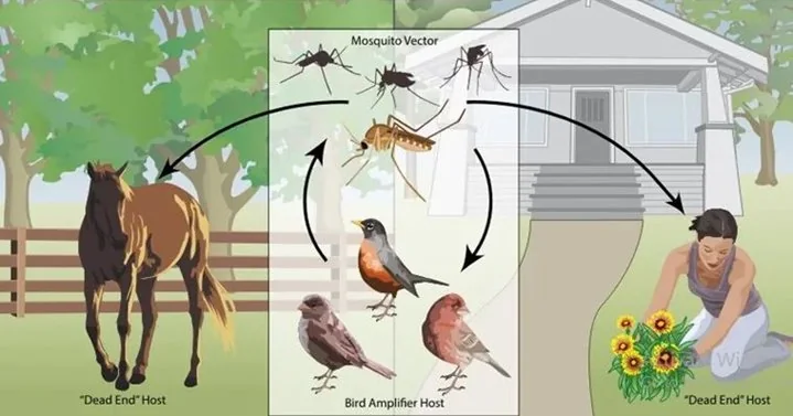 West Nile Fever explained for UPSC