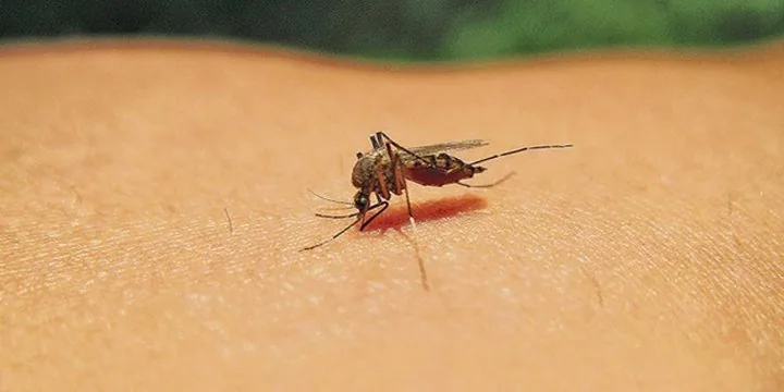 Western Equine Encephalitis outbreak in Argentina