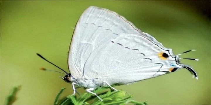 White tufted royal butterfly