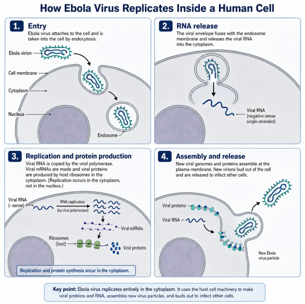How ebola