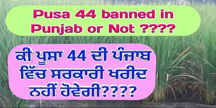 Why Punjab wants to ban the cultivation of PUSA-44 paddy variety